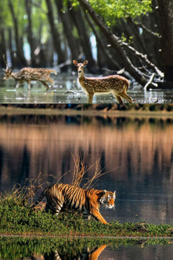 Sundarban royalty tours & travels